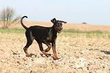 DOBERMANN 069